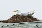 Glaucous Gullborder=